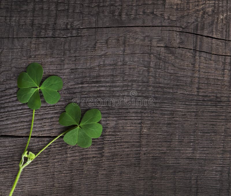 Grünes Kleesymbol eines St- Patricktages auf hölzernem Hintergrund stockfotos Grünes Kleesymbol eines St- Patricktages auf hölzernem Hintergrund stockfotos