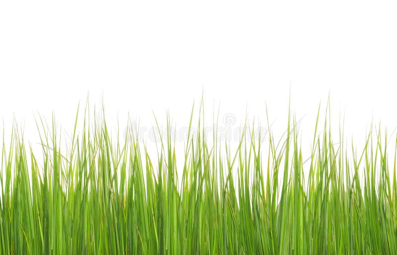 Grünes langes Gras lokalisiert auf Weiß lizenzfreies stockfoto Grünes langes Gras lokalisiert auf Weiß lizenzfreies stockfoto