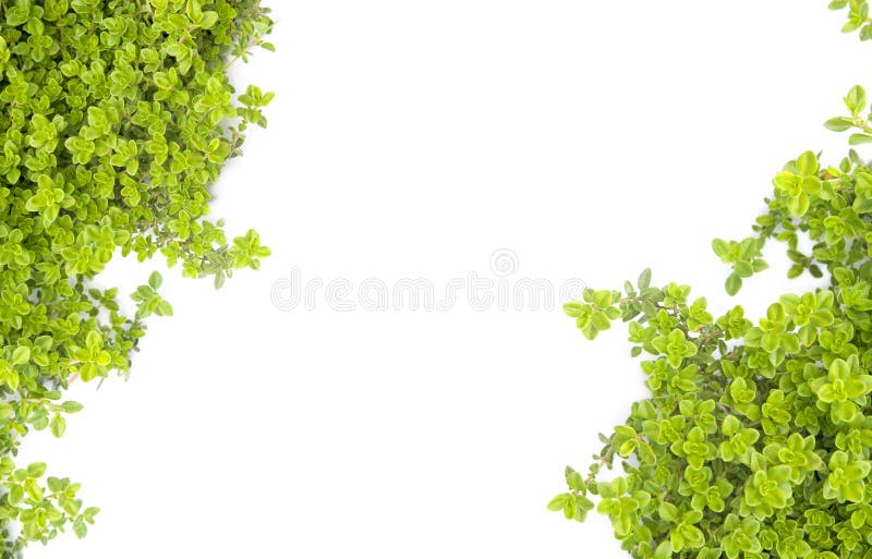 Grünes Naturmotiv stockbilder Grünes Naturmotiv stockbilder