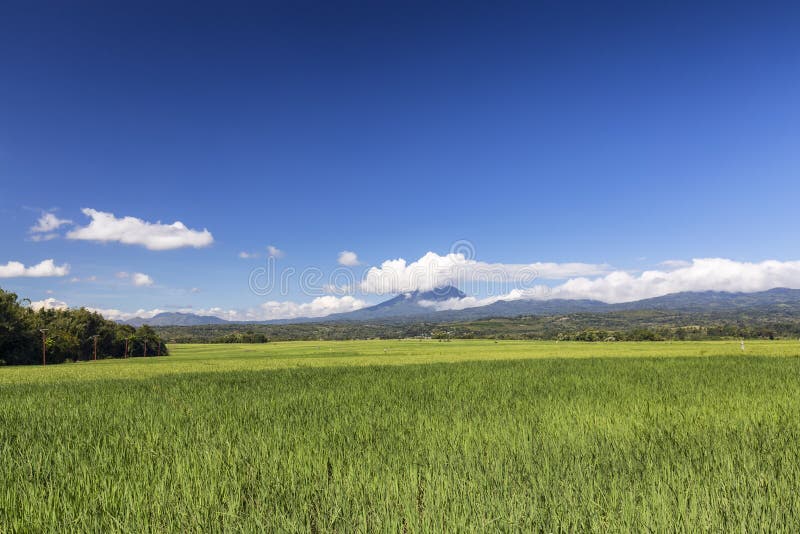 Grünes Reis Feld und Ebulobo lizenzfreies stockbild Grünes Reis Feld und Ebulobo lizenzfreies stockbild