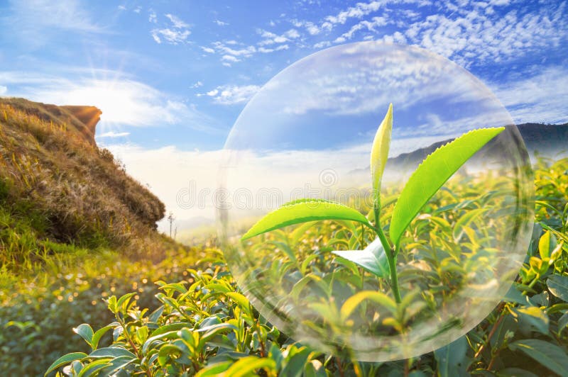 Grünes Teeblatt organisch in der Blase auf schöner Landschaft und stockbilder Grünes Teeblatt organisch in der Blase auf schöner Landschaft und stockbilder