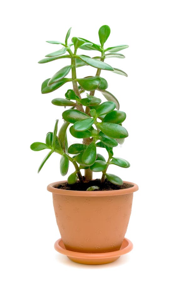 Grünpflanze (Crassula) auf einem weißen Hintergrund lizenzfreie stockfotos Grünpflanze (Crassula) auf einem weißen Hintergrund lizenzfreie stockfotos