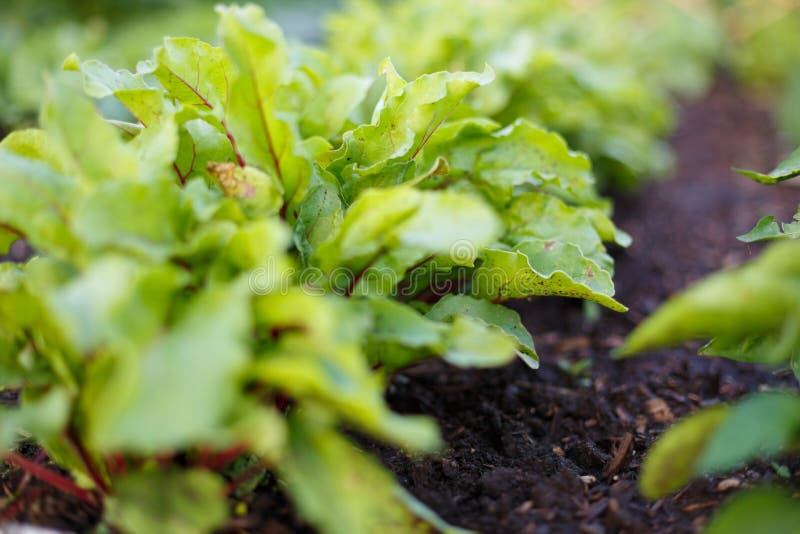 Grüns der roten Rübe wachsen auf Gemüsebett im Gemüsegarten lizenzfreie stockbilder Grüns der roten Rübe wachsen auf Gemüsebett im Gemüsegarten lizenzfreie stockbilder