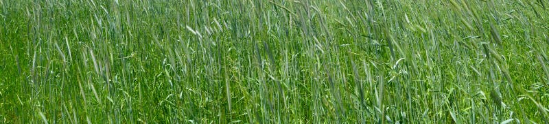 Grünes Weizen- und Roggenfeld auf dem Landwirtschaftsland stockfotos