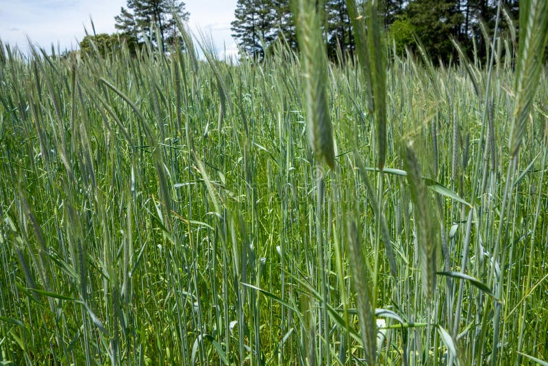 Grünes Weizen- und Roggenfeld auf dem Landwirtschaftsland stockbilder
