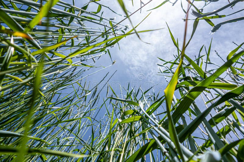 Grünes Weizen- und Roggenfeld auf dem Landwirtschaftsland lizenzfreie stockfotografie