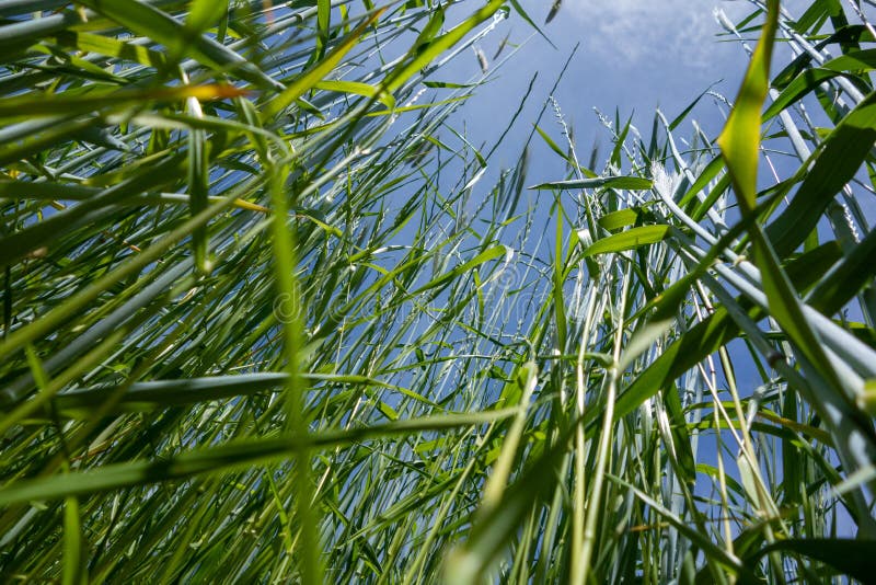 Grünes Weizen- und Roggenfeld auf dem Landwirtschaftsland stockbild