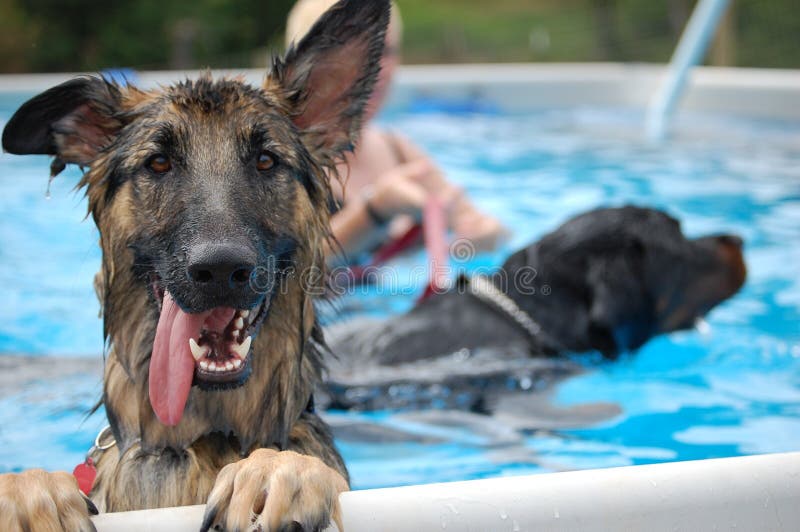 GSD in pool royalty-vrije stock afbeelding GSD in pool royalty-vrije stock afbeelding