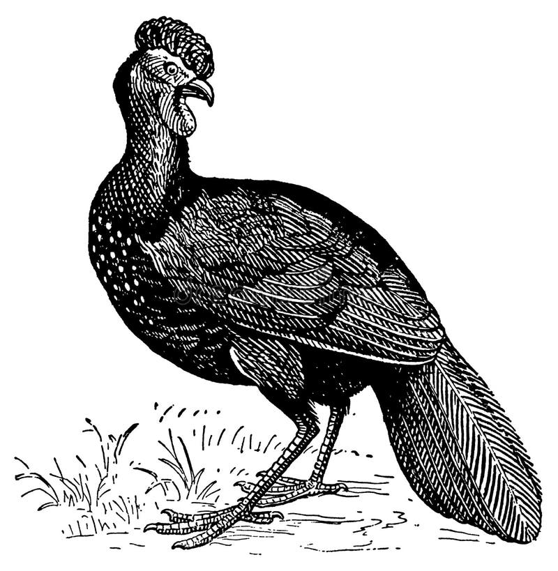 Guan I Antique Bird Illustrations