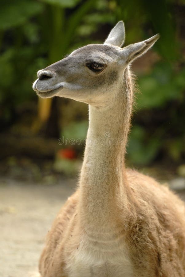 a kangaroo like animal called guanaco