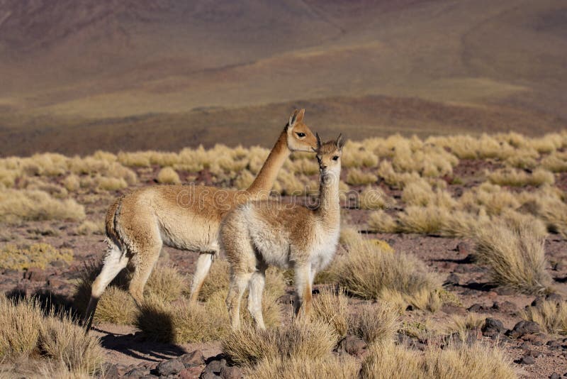Guanaco In The Atacama Desert - Chile Stock Photo - Image of group ...