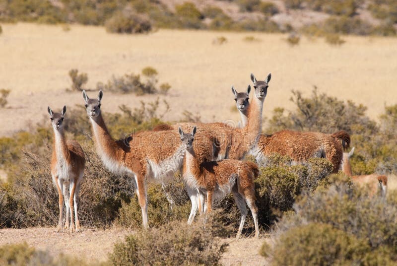 Guanaco dans le Patagonia image stock Guanaco dans le Patagonia image stock