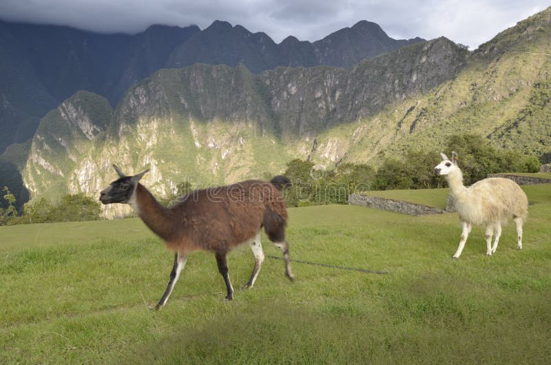 Guanaco en lama in Machu Picchu, Peru stock foto Guanaco en lama in Machu Picchu, Peru stock foto