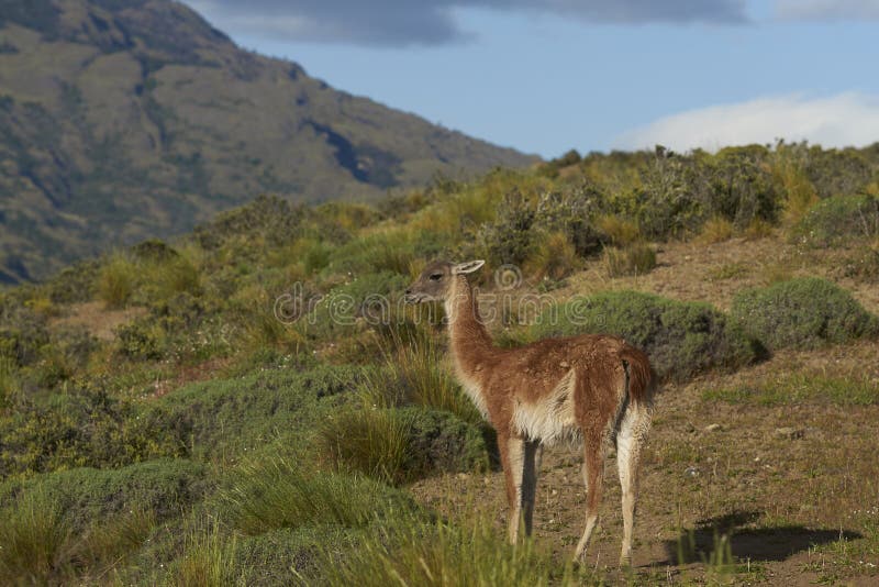 Guanaco i Valle Chacabuco, Chile royaltyfria bilder Guanaco i Valle Chacabuco, Chile royaltyfria bilder