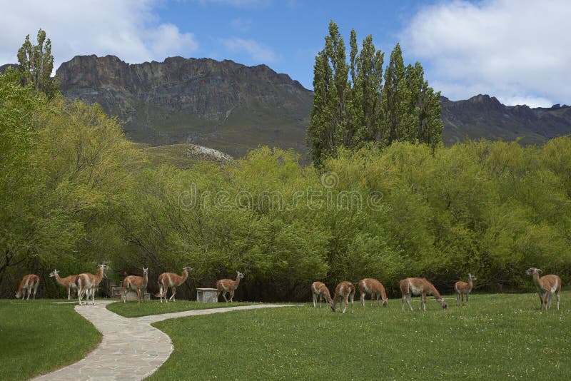 Guanaco i Valle Chacabuco, Patagonia royaltyfria foton Guanaco i Valle Chacabuco, Patagonia royaltyfria foton