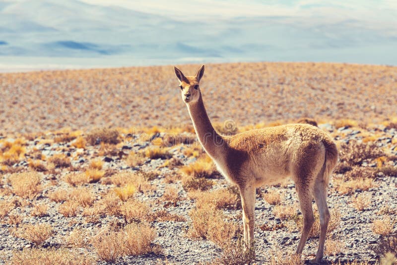 Guanaco stock image. Image of guanicoe, outside, wild - 65924505