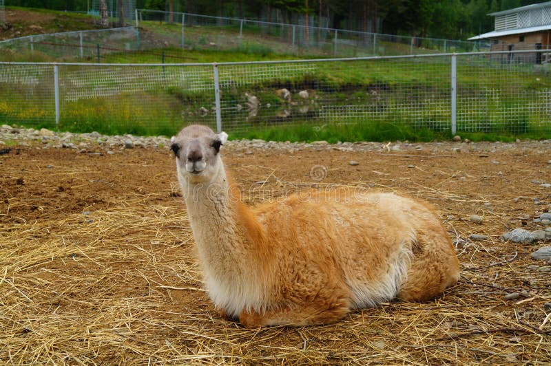 Guanacoen ligger på sanden royaltyfria bilder Guanacoen ligger på sanden royaltyfria bilder