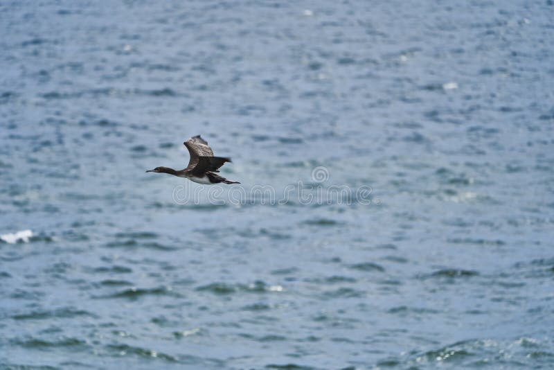 Guano cormorant σε πτήση στο εθνικό πάρκο paracas στην ακτή του ειρηνικού ωκεανού στο περού στοκ φωτογραφίες με δικαίωμα ελεύθερης χρήσης