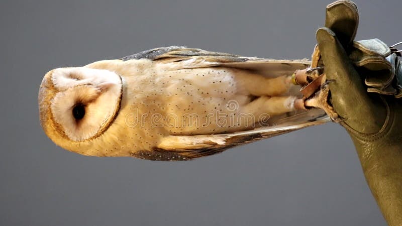 Guanto di gufo di fienile che si aggira per la testa mentre si trova su guanto di falconer