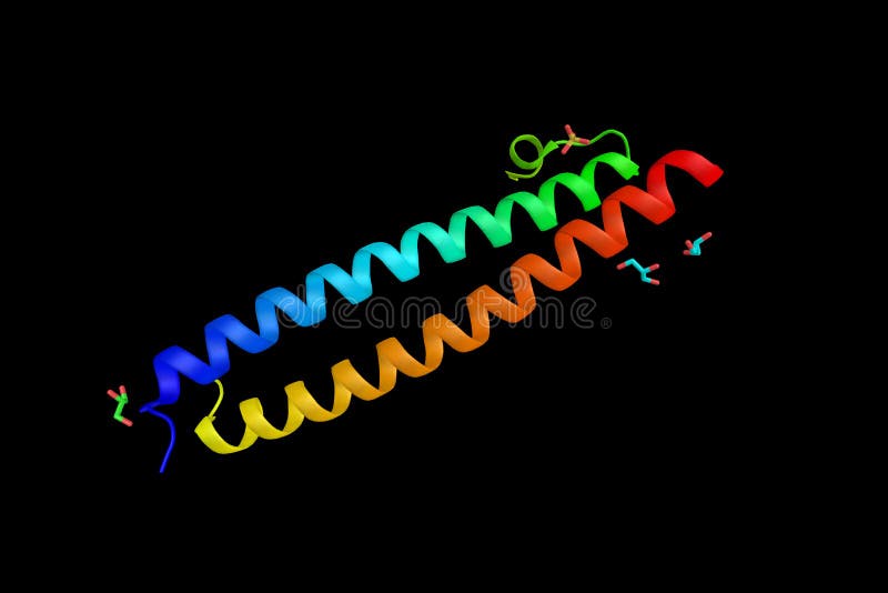 Guanyl-freigebendes Protein 1 RAS, das als diacylglyce arbeitet