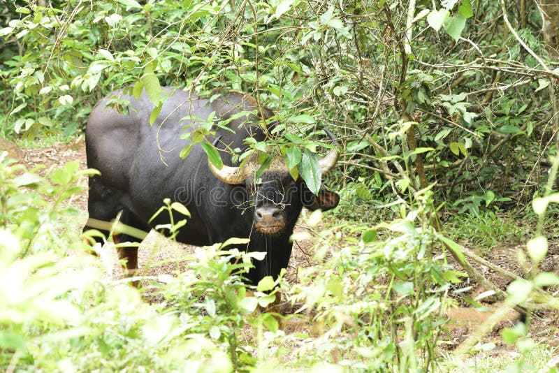 Guar o bisonte indiano, bue nero selvatico nascosto sotto il cespuglio accanto alla strada rurale nel parco nazionale mentre mang fotografie stock