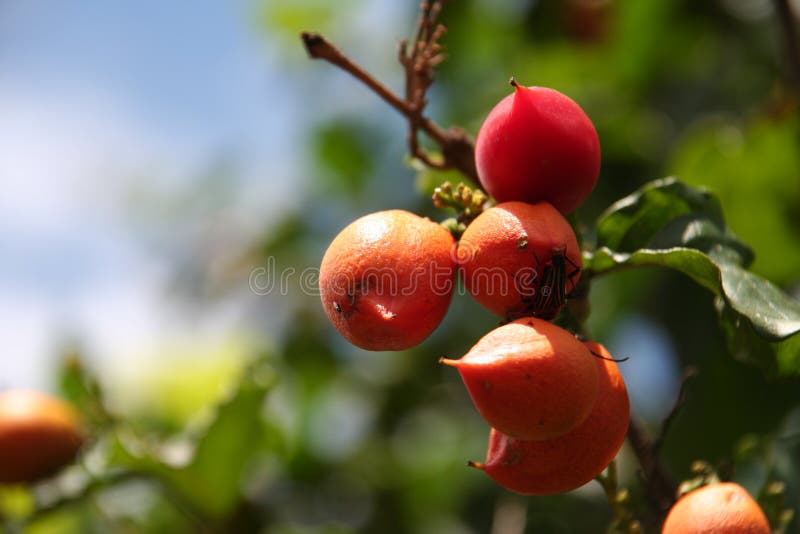 Guarana fruit royalty free stock photo