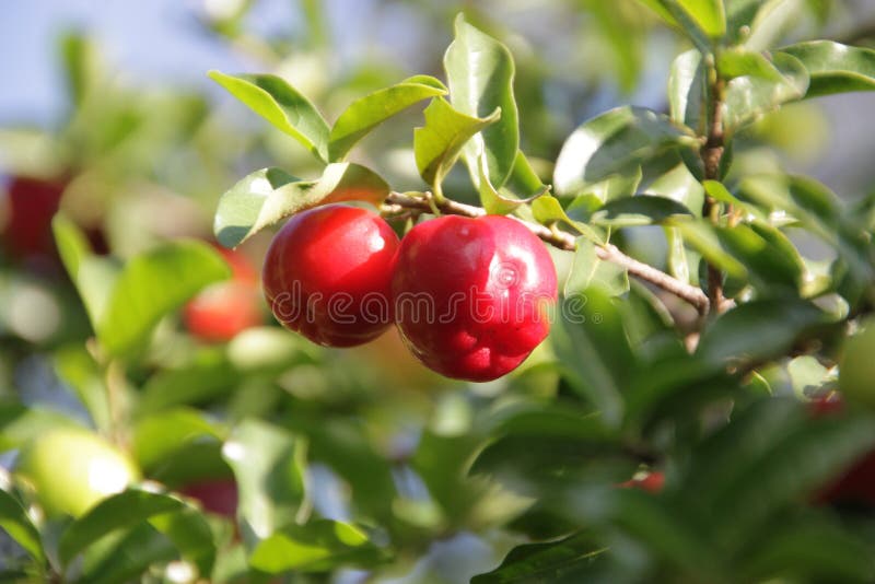 GuaranÃ¡ Fruit royalty free stock image