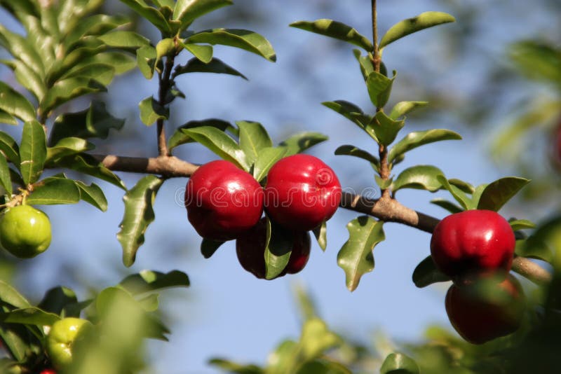 GuaranÃ¡ Fruit royalty free stock photography