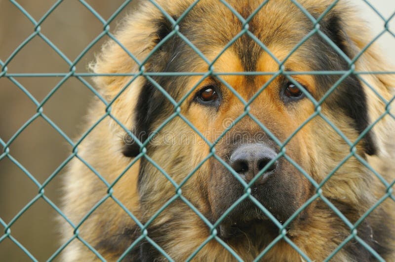 Guard dog stock image. Image of careful, cage, fence 13347185