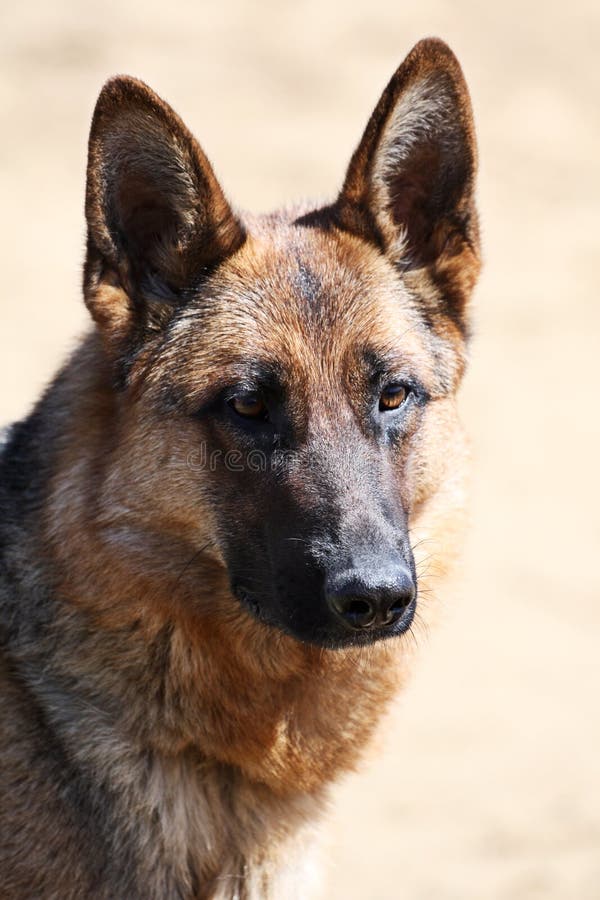 German Shepherd Dog stock image. Image of dogs, attendant 1374521