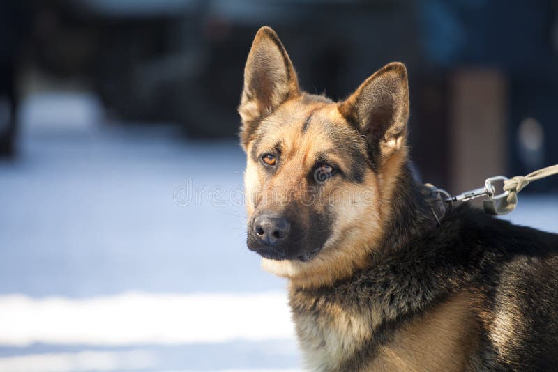 Guard dog. At competitions in a collar royalty free stock image Guard dog. At competitions in a collar royalty free stock image