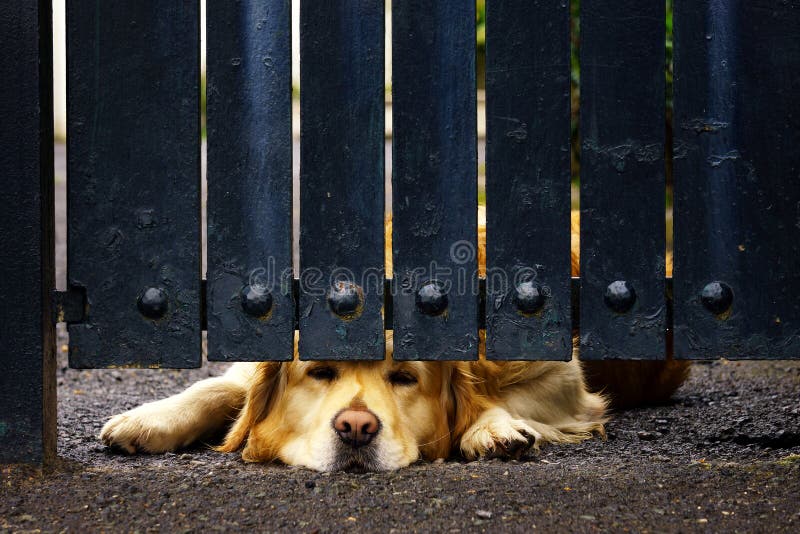 Guard dog bored under gate stock image. Image of waiting 70778675