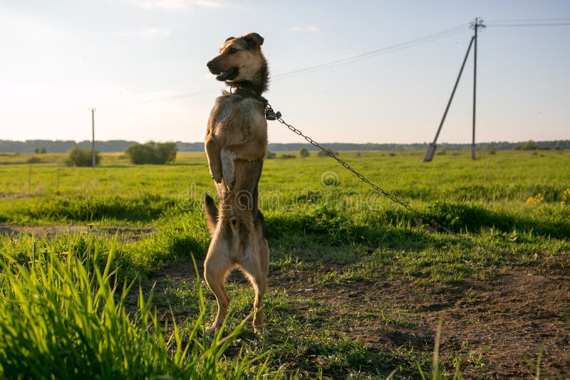 Guard dog on a chain stock image. Image of outdoor, mammal 74250053