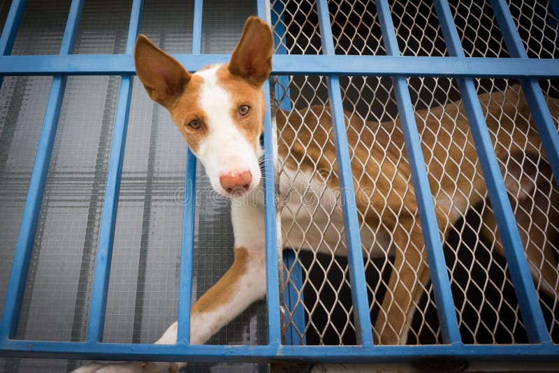 Guard Dog stock photo. Image of breed, brown, bars, leash 41893780