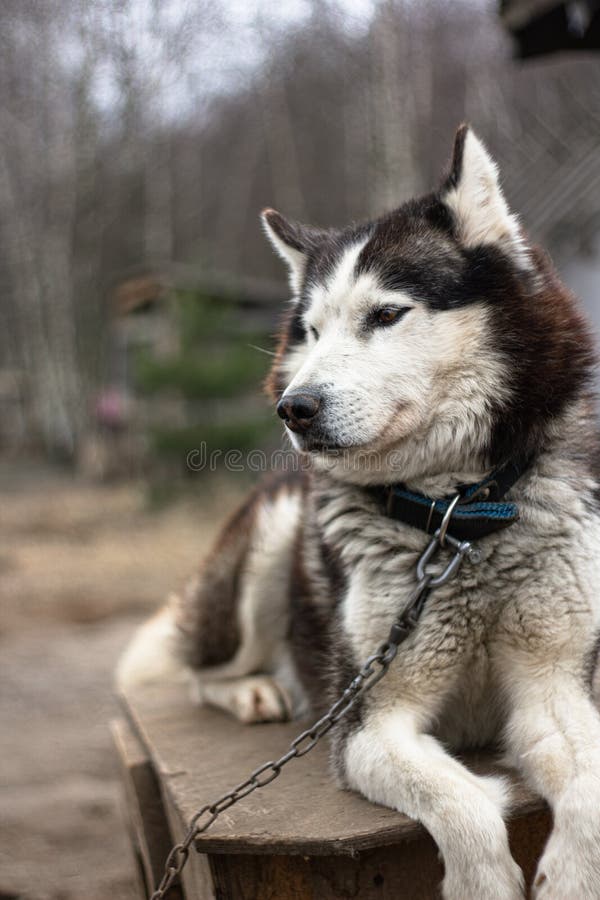 Guard Dog Siberian Husky on the Booth Stock Image Image of guard, husky 238536191