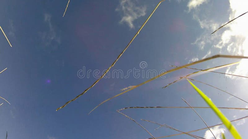 Guardando ad un cielo blu dalla terra con erba che soffia in vento fotografia stock Guardando ad un cielo blu dalla terra con erba che soffia in vento fotografia stock