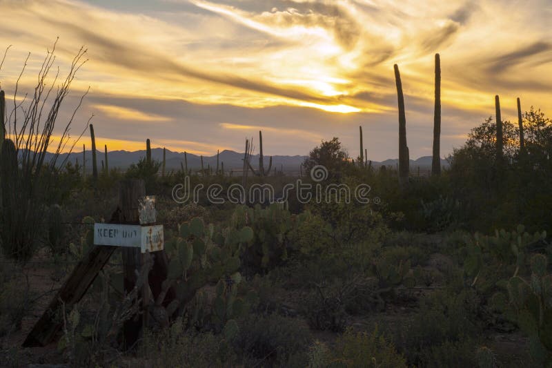 Guarde fuera de desierto del cactus del Saguaro en la puesta del sol imagen de archivo libre de regalías Guarde fuera de desierto del cactus del Saguaro en la puesta del sol imagen de archivo libre de regalías