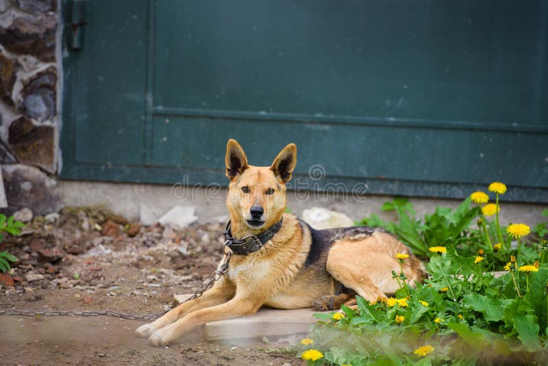 Guarding dog stock image. Image of pedigree, shepherd 156060619