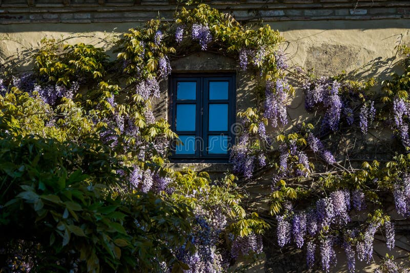 GUARDISTALLO, Pisa, Italy - In the Castle area residences with wisteria, windows. GUARDISTALLO, Pisa, Italy - In the Castle area residences with wisteria, windows