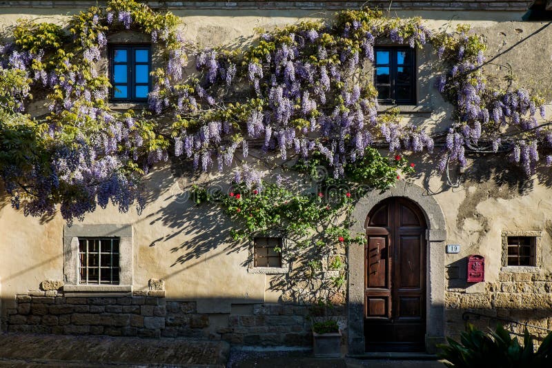 GUARDISTALLO, Pisa, Italy - In the Castle area residences with wisteria, windows and doors. GUARDISTALLO, Pisa, Italy - In the Castle area residences with wisteria, windows and doors