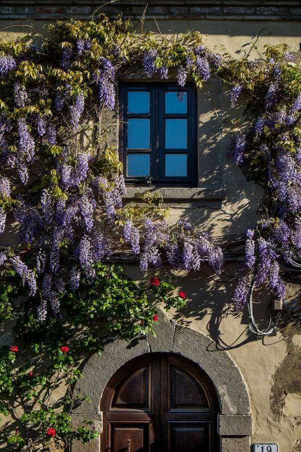 GUARDISTALLO, Pisa, Italy - In the Castle area residences with wisteria, windows and doors. GUARDISTALLO, Pisa, Italy - In the Castle area residences with wisteria, windows and doors