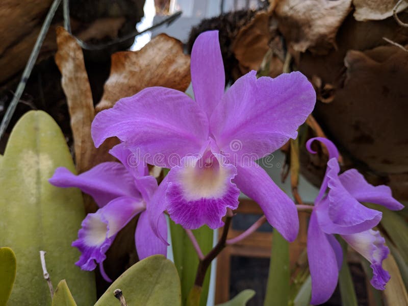 Guarianthe is a Colorful Purple Flowers. Costa Rican National Flower Stock  Image - Image of floral, bright: 161917169