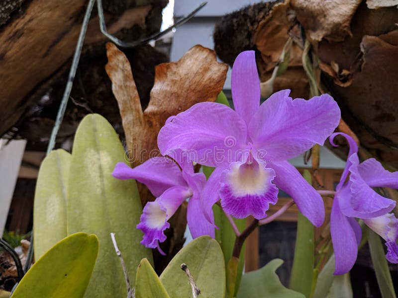 Guarianthe is a Colorful Purple Flowers. Costa Rican National Flower Stock  Photo - Image of cattleya, growing: 161917214