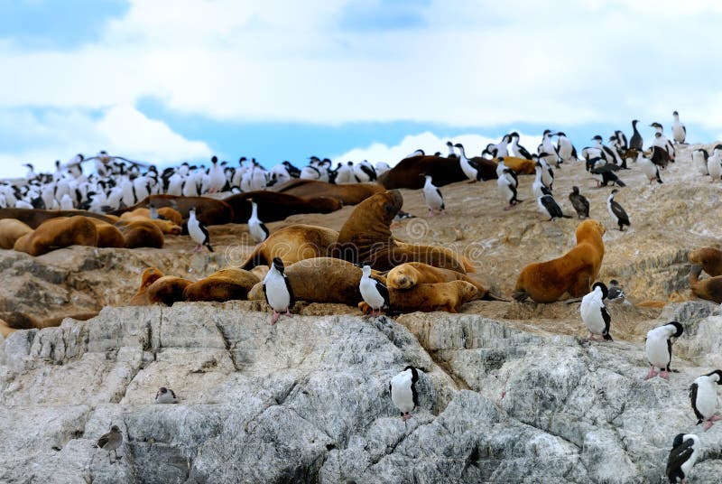 Guarnizioni di elefante e re Cormorants immagine stock libera da diritti Guarnizioni di elefante e re Cormorants immagine stock libera da diritti