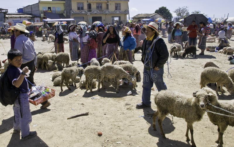 Guatemala - cattle market