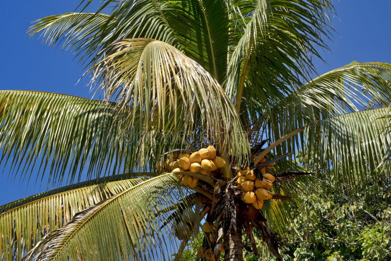 Guatemala: Cocnut Tree Palm with Coconut Fruits Stock Image - Image of ...