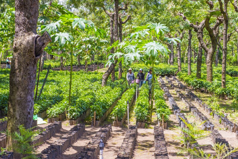 Guatemala Coffee Plantation Editorial Stock Photo - Image of farmland