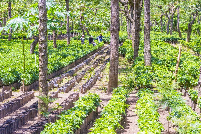Guatemala kaffekoloni arkivfoto Guatemala kaffekoloni arkivfoto