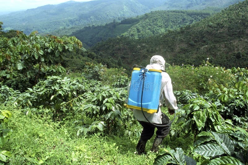 guaratinga, bahia, brazil - march 15, 2023: Conilon coffee