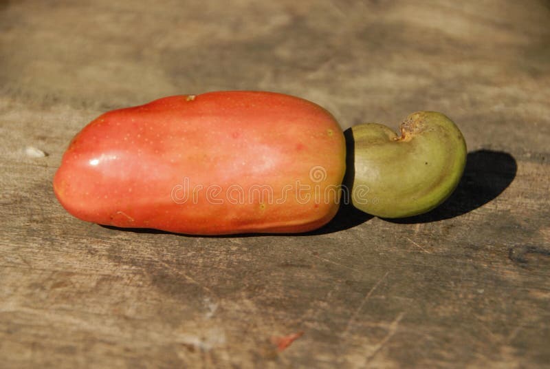 Guatemalan cashew stock image. Image of isolated, fruit 18585257